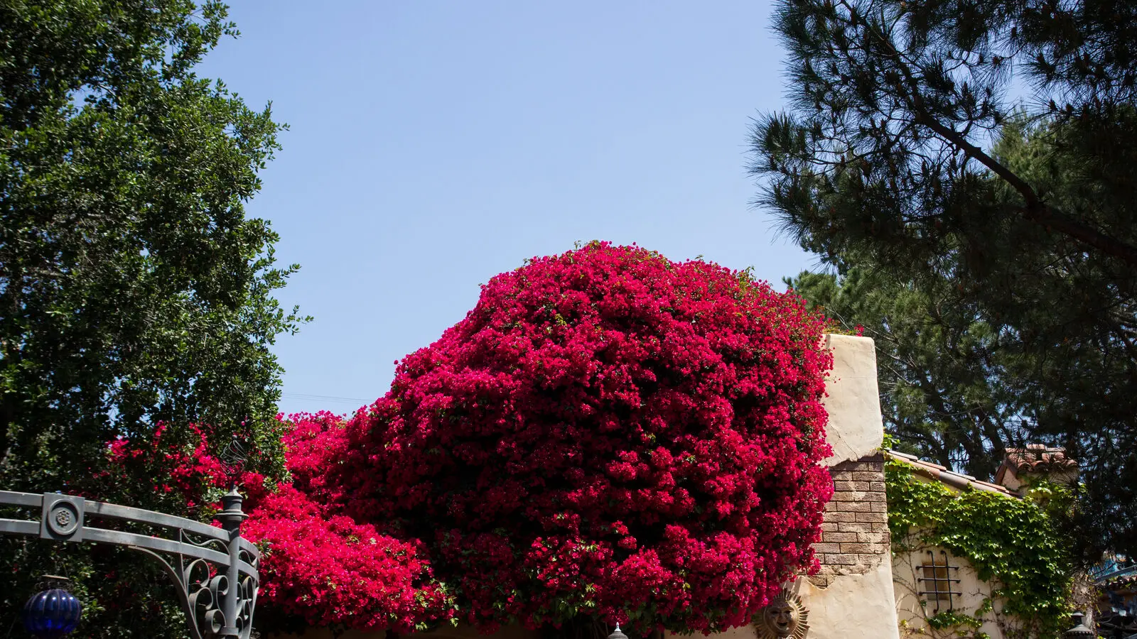 Bright pink bougainvillea blooming over the tile roof and outdoor patio area at Rancho del Zocalo Restaurante in Frontierland at Disneyland